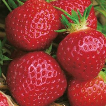 (05) Fraises